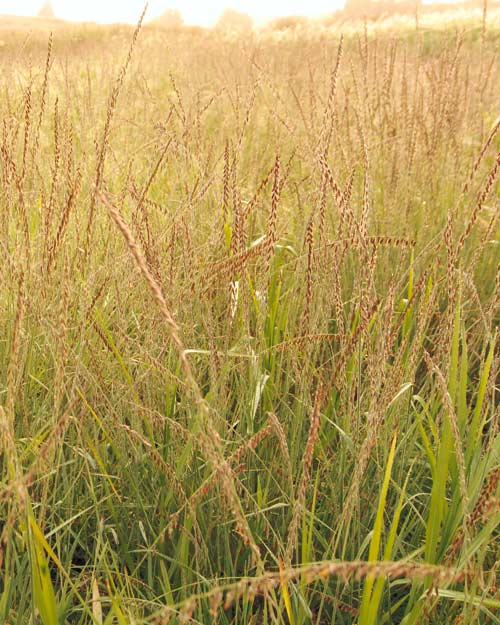 Native Grasses